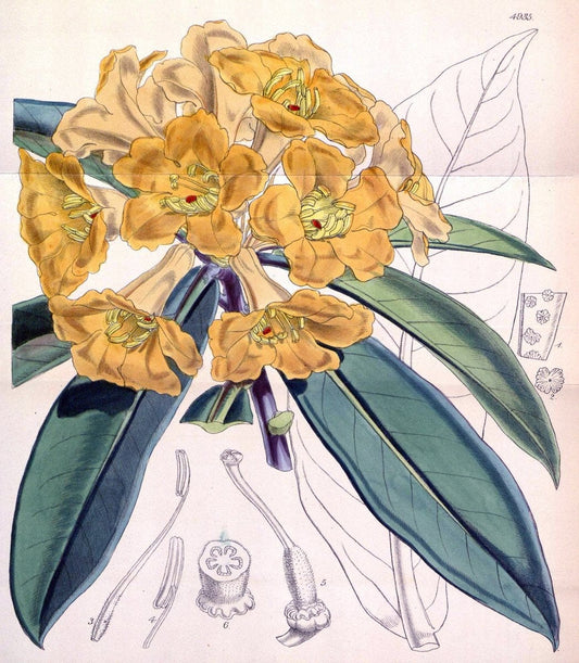 Curtis's botanical magazine. London ;New York [etc.] :Academic Press [etc.]. | Botany Periodicals "Pictorial works"  | Vintage Print Reproduction 454614