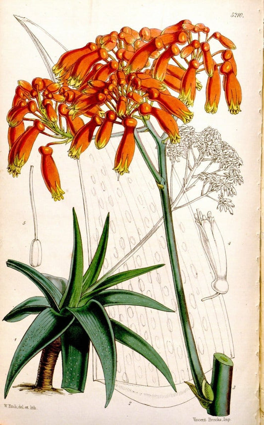Curtis's botanical magazine. London ;New York [etc.] :Academic Press [etc.]. | Botany Periodicals "Pictorial works"  | Vintage Print Reproduction 454615