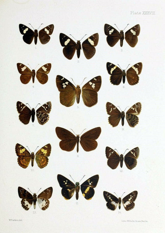 Butterflies from China, Japan, and Corea. London,R.H. Porter,1892-94.  | Butterflies China Japan Korea  | Vintage Print Reproduction 454617