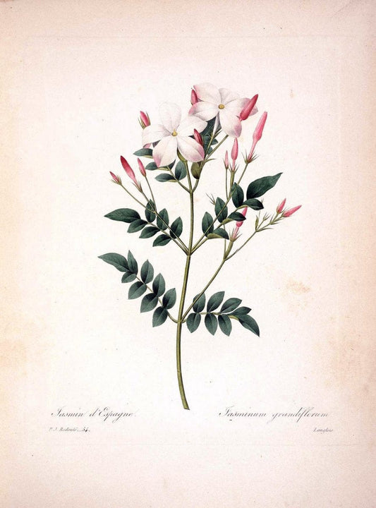 Choix des plus belles fleurs :.Paris :Ernest Panckoucke,[1833].  | 1833 Botany France Icones "Pictorial works"  | Vintage Print Reproduction 454618
