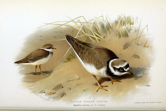 Coloured figures of the birds of the British Islands / issued by Lord Lilford. London :R | Birds "Great Britain" "Pictorial works"  | Vintage Print Reproduction 454620