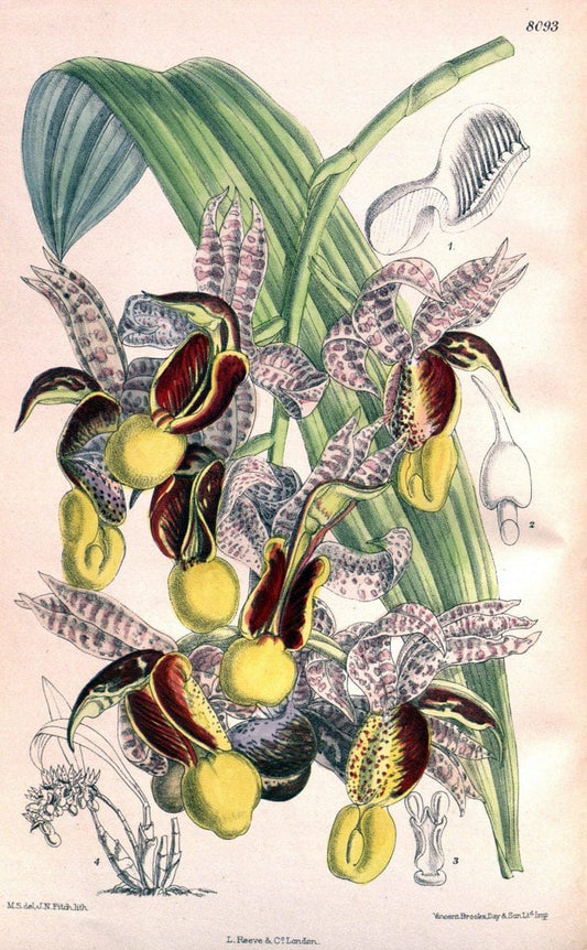 Curtis's botanical magazine. London ; New York [etc.] :Academic Press [etc.]. | "Botanical illustration" Botany Periodicals "Pictorial works" "Plants, Ornamental"  | Vintage Print Reproduction 454621