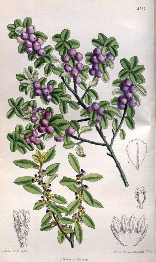 Curtis's botanical magazine. London ; New York [etc.] :Academic Press [etc.]. | "Botanical illustration" Botany Periodicals "Pictorial works" "Plants, Ornamental"  | Vintage Print Reproduction 454623