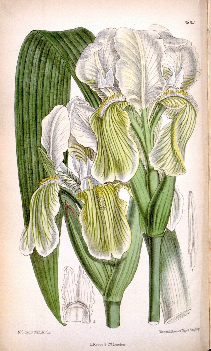 Curtis's botanical magazine. London ; New York [etc.] :Academic Press [etc.]. | "Botanical illustration" Botany Periodicals "Pictorial works" "Plants, Ornamental"  | Vintage Print Reproduction 454624