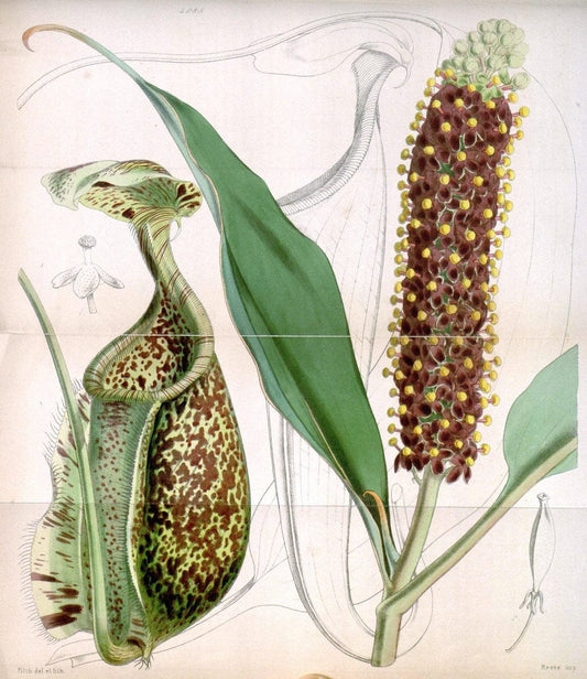 Curtis's botanical magazine. London ; New York [etc.] :Academic Press [etc.]. | "Botanical illustration" Botany Periodicals "Pictorial works" "Plants, Ornamental"  | Vintage Print Reproduction 454625