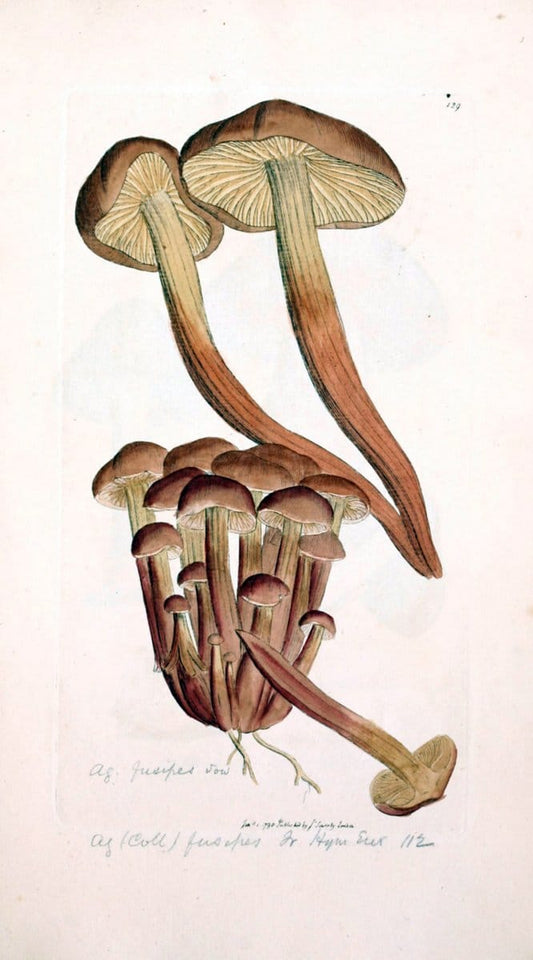 Coloured figures of English fungi or mushrooms. London,Printed by J. Davis,1797-[1809]. | England Mushrooms  | Vintage Print Reproduction 454626
