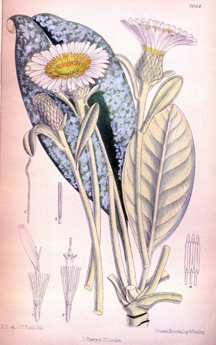 Curtis's botanical magazine. London ; New York [etc.] :Academic Press [etc.]. | "Botanical illustration" Botany Periodicals "Pictorial works" "Plants, Ornamental"  | Vintage Print Reproduction 454627