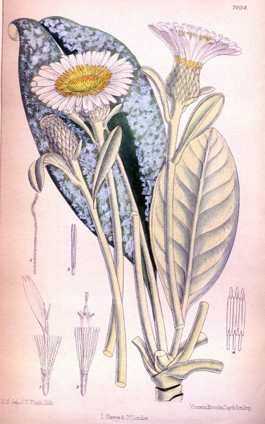 Curtis's botanical magazine. London ; New York [etc.] :Academic Press [etc.]. | "Botanical illustration" Botany Periodicals "Pictorial works" "Plants, Ornamental"  | Vintage Print Reproduction 454627