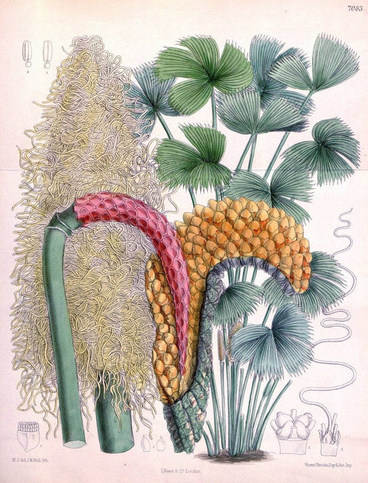 Curtis's botanical magazine. London ; New York [etc.] :Academic Press [etc.]. | "Botanical illustration" Botany Periodicals "Pictorial works" "Plants, Ornamental"  | Vintage Print Reproduction 454628