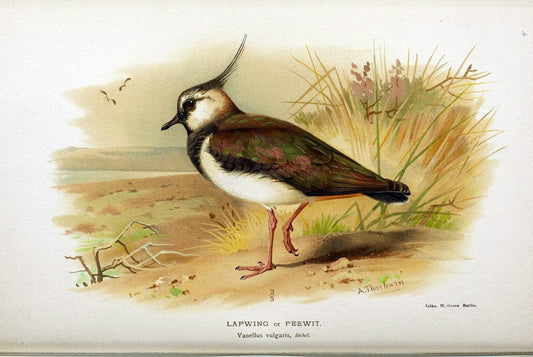 Coloured figures of the birds of the British Islands / issued by Lord Lilford. London :R | Birds "Great Britain" "Pictorial works"  | Vintage Print Reproduction 454630