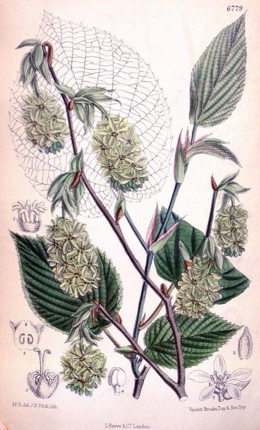 Curtis's botanical magazine. London ; New York [etc.] :Academic Press [etc.]. | "Botanical illustration" Botany Periodicals "Pictorial works" "Plants, Ornamental"  | Vintage Print Reproduction 454631