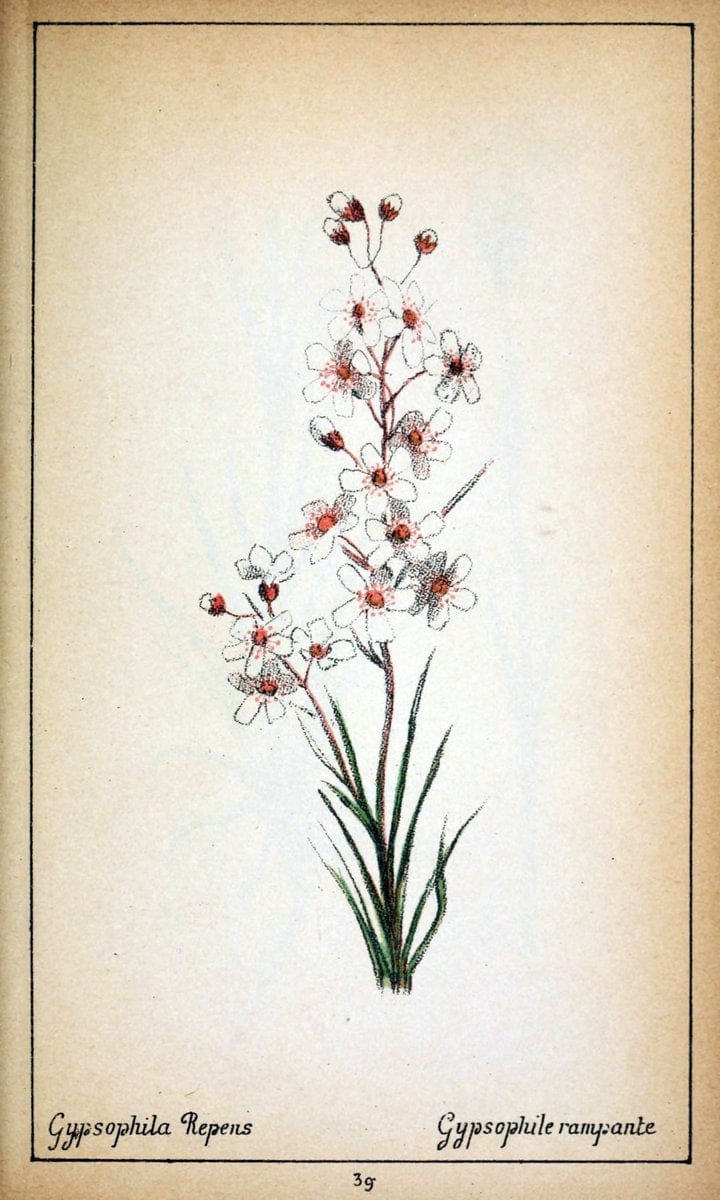 Choix de plantes de l'Europe centrale et particuliÃ¨rement de la Suisse et de la SavoieGe | Europe Central "Pictorial works" Plants "Savoy (France and Italy)" Switzerland  | Vintage Reproduction 454633