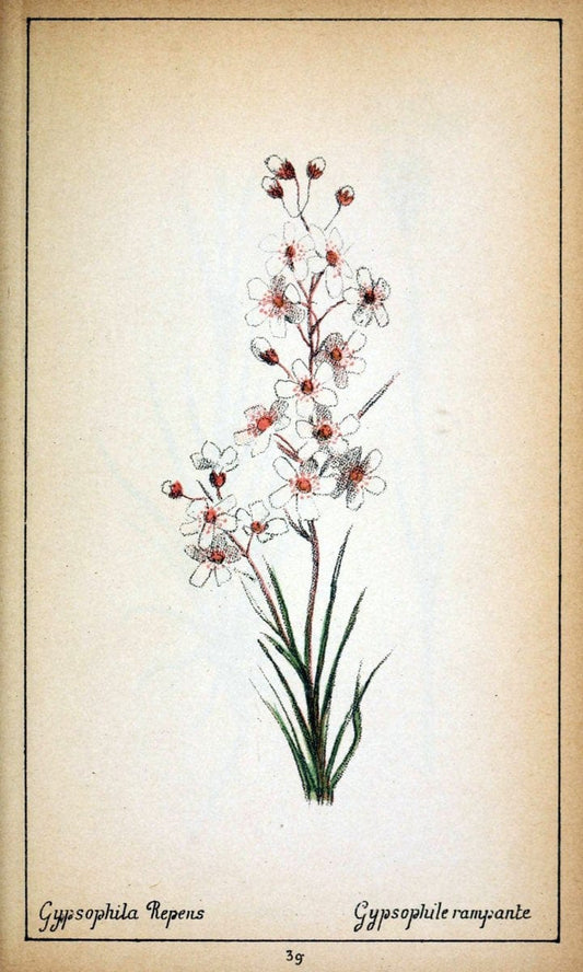 Choix de plantes de l'Europe centrale et particuliÃ¨rement de la Suisse et de la SavoieGe | Europe Central "Pictorial works" Plants "Savoy (France and Italy)" Switzerland  | Vintage Reproduction 454633