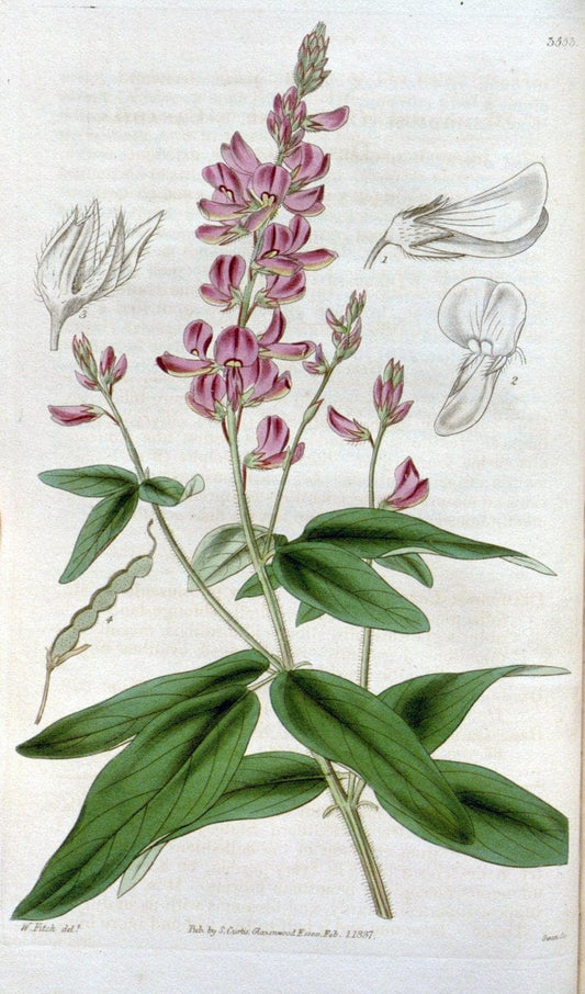 Curtis's botanical magazine. London ; New York [etc.] :Academic Press [etc.]. | "Botanical illustration" Botany Periodicals "Pictorial works" "Plants, Ornamental"  | Vintage Print Reproduction 454635