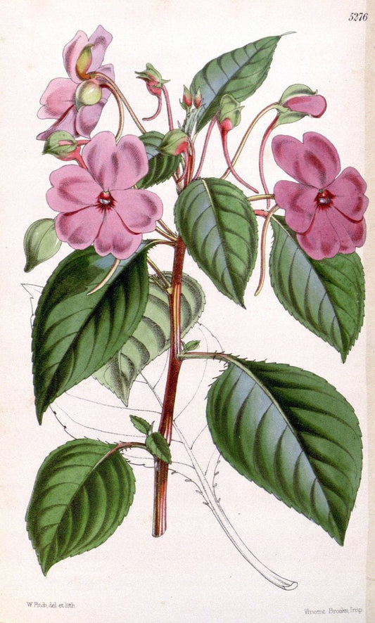 Curtis's botanical magazine. London ; New York [etc.] :Academic Press [etc.]. | "Botanical illustration" Botany Periodicals "Pictorial works" "Plants, Ornamental"  | Vintage Print Reproduction 454636