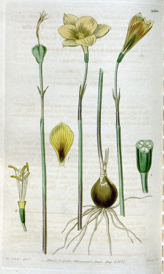 Curtis's botanical magazine. London ; New York [etc.] :Academic Press [etc.]. | "Botanical illustration" Botany Periodicals "Pictorial works" "Plants, Ornamental"  | Vintage Print Reproduction 454637