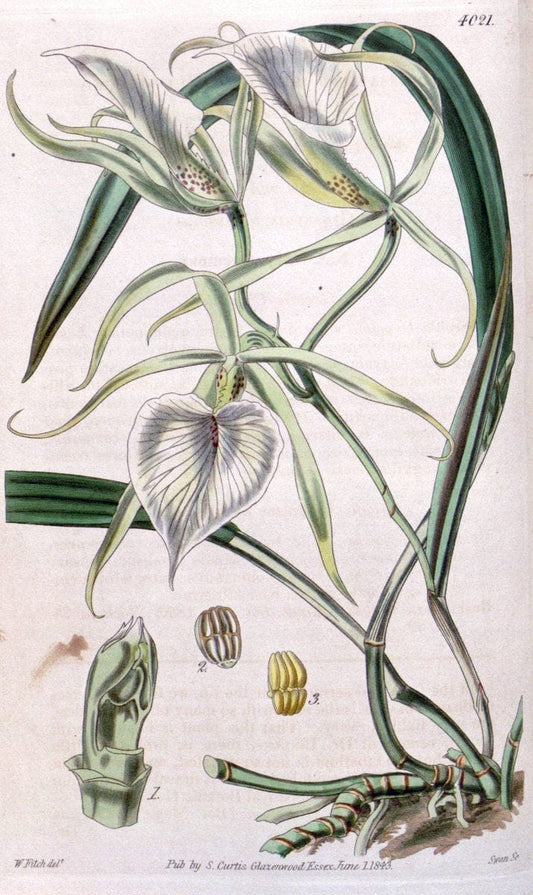 Curtis's botanical magazine. London ; New York [etc.] :Academic Press [etc.]. | "Botanical illustration" Botany Periodicals "Pictorial works" "Plants, Ornamental"  | Vintage Print Reproduction 454638