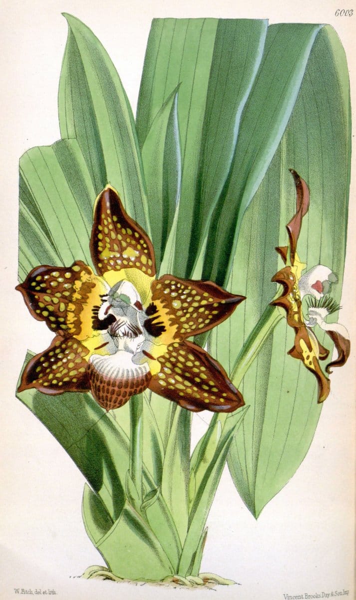 Curtis's botanical magazine. London ; New York [etc.] :Academic Press [etc.]. | "Botanical illustration" Botany Periodicals "Pictorial works" "Plants, Ornamental"  | Vintage Print Reproduction 454639