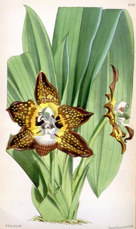Curtis's botanical magazine. London ; New York [etc.] :Academic Press [etc.]. | "Botanical illustration" Botany Periodicals "Pictorial works" "Plants, Ornamental"  | Vintage Print Reproduction 454639
