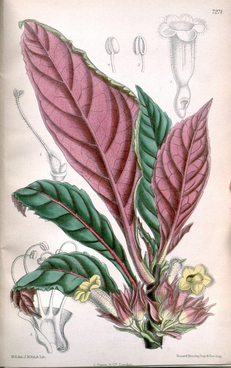 Curtis's botanical magazine. London ; New York [etc.] :Academic Press [etc.]. | "Botanical illustration" Botany Periodicals "Pictorial works" "Plants, Ornamental"  | Vintage Print Reproduction 454640