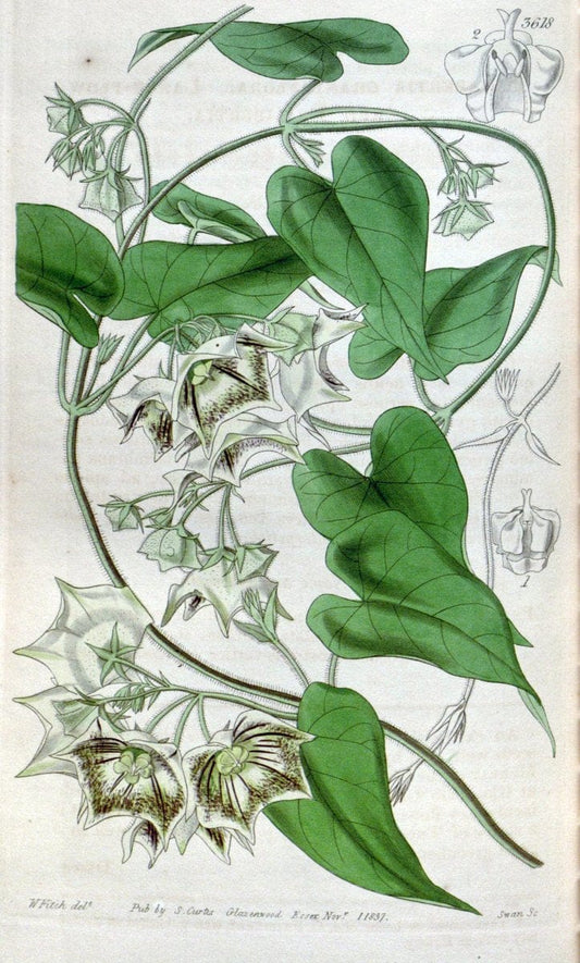 Curtis's botanical magazine. London ; New York [etc.] :Academic Press [etc.]. | "Botanical illustration" Botany Periodicals "Pictorial works" "Plants, Ornamental"  | Vintage Print Reproduction 454641
