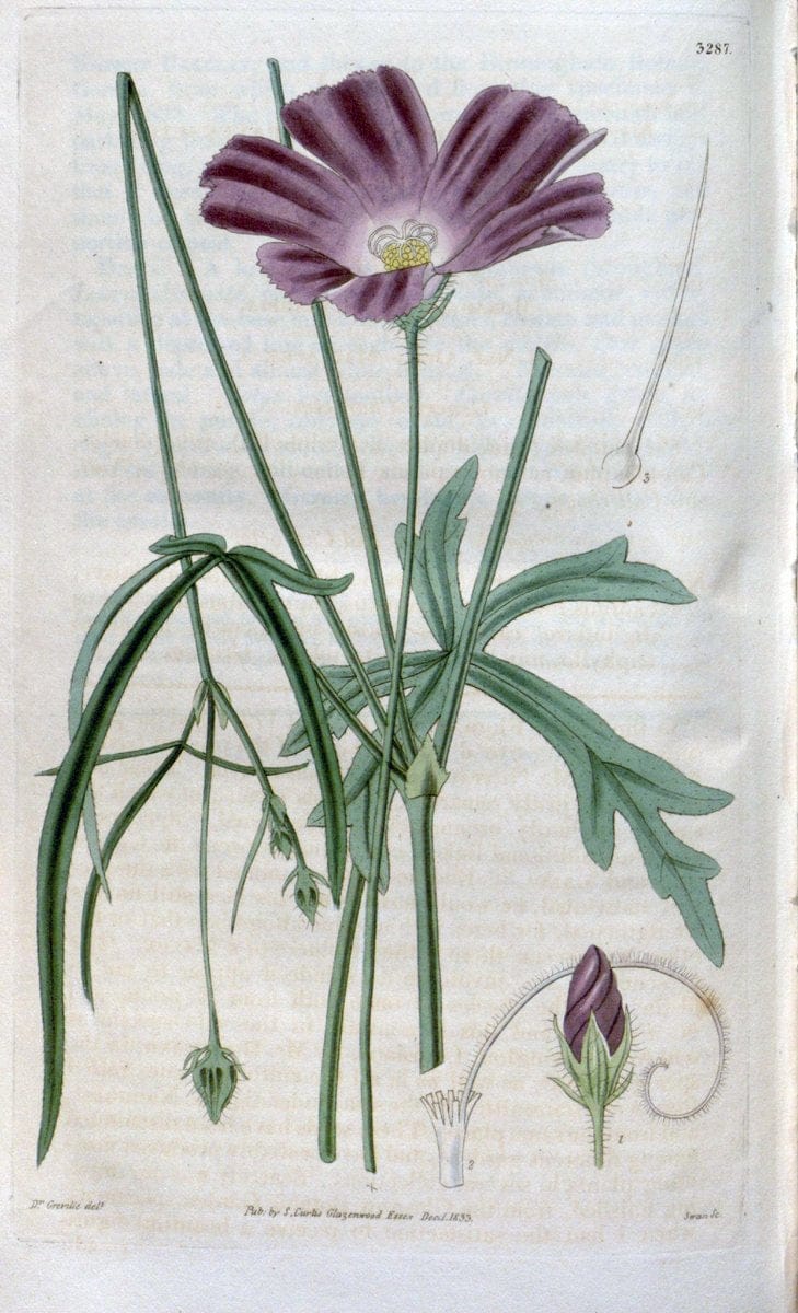 Curtis's botanical magazine. London ; New York [etc.] :Academic Press [etc.]. | "Botanical illustration" Botany Periodicals "Pictorial works" "Plants, Ornamental"  | Vintage Print Reproduction 454642