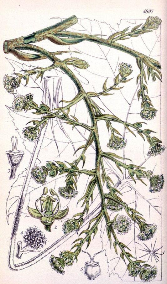 Curtis's botanical magazine..London ;New York [etc.] :Academic Press [etc.]. |  | Vintage Print Reproduction 454643
