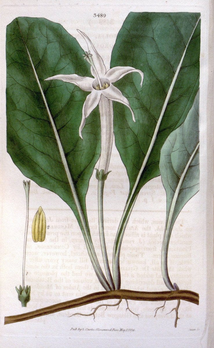 Curtis's botanical magazine. London ;New York [etc.] :Academic Press [etc.]. | Botany Periodicals "Pictorial works"  | Vintage Print Reproduction 454645