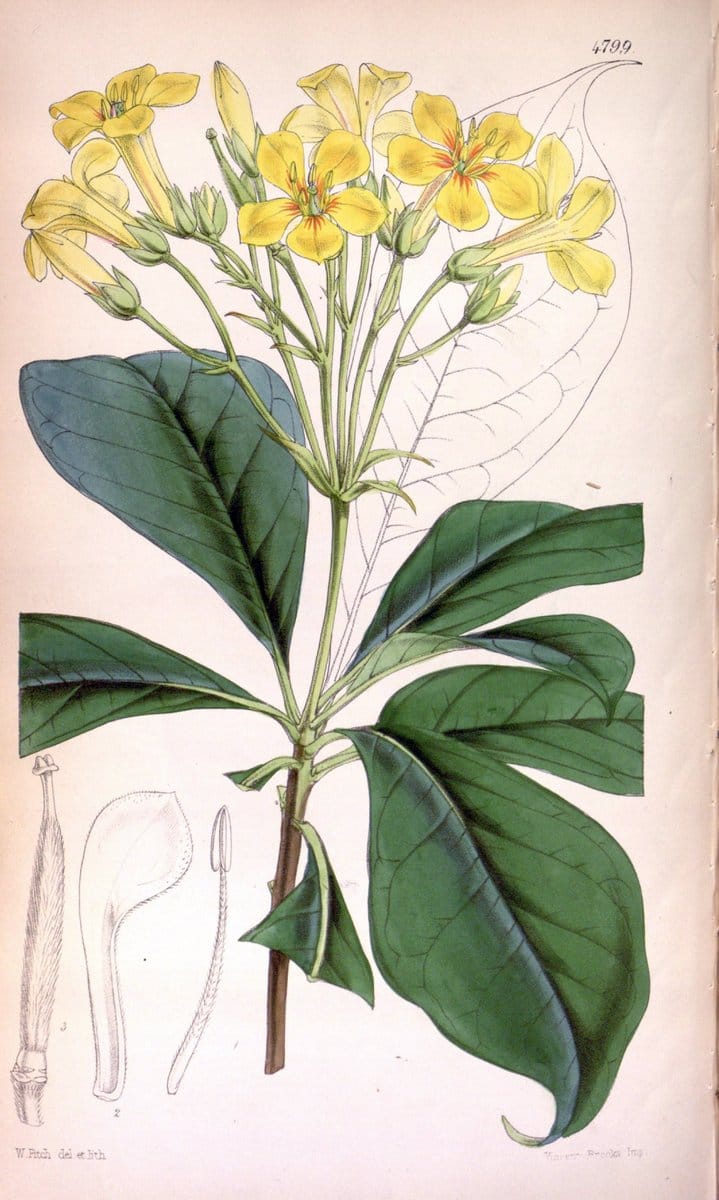 Curtis's botanical magazine. London ;New York [etc.] :Academic Press [etc.]. | Botany Periodicals "Pictorial works"  | Vintage Print Reproduction 454646