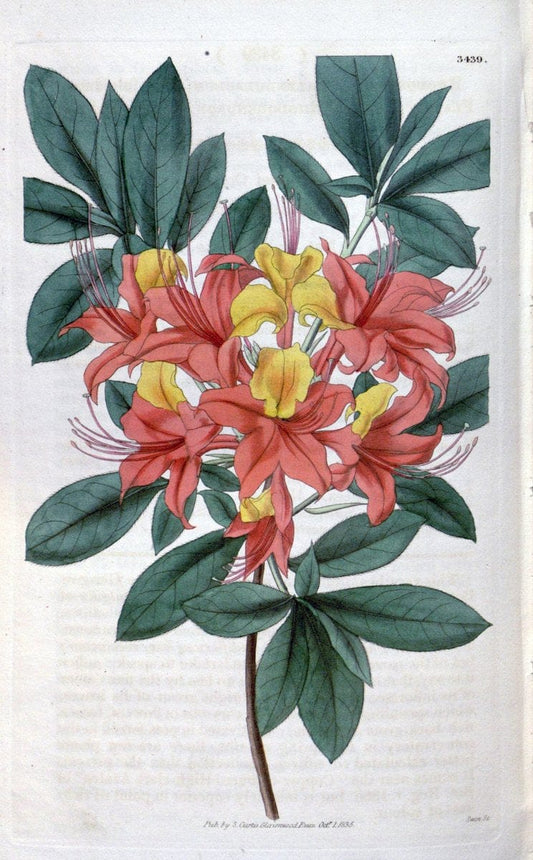 Curtis's botanical magazine. London ;New York [etc.] :Academic Press [etc.]. | Botany Periodicals "Pictorial works"  | Vintage Print Reproduction 454647