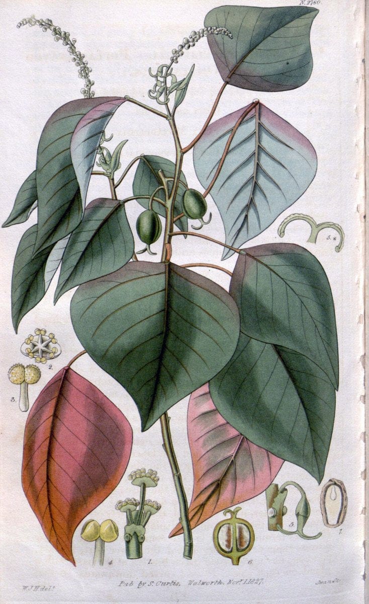 Curtis's botanical magazine. London ;New York [etc.] :Academic Press [etc.]. | Botany Periodicals "Pictorial works"  | Vintage Print Reproduction 454648