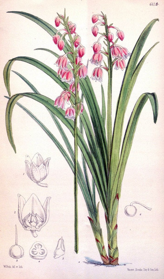 Curtis's botanical magazine. London ; New York [etc.] :Academic Press [etc.]. | "Botanical illustration" Botany Periodicals "Pictorial works" "Plants, Ornamental"  | Vintage Print Reproduction 454650