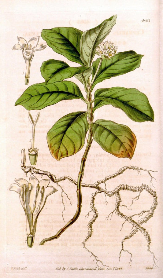Curtis's botanical magazine. London ; New York [etc.] :Academic Press [etc.]. | "Botanical illustration" Botany Periodicals "Pictorial works" "Plants, Ornamental"  | Vintage Print Reproduction 454651