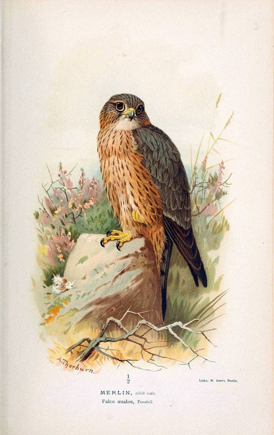 Coloured figures of the birds of the British Islands. v.1London :R. H. Porter,1885-1897. | Vintage Print Reproduction 454653
