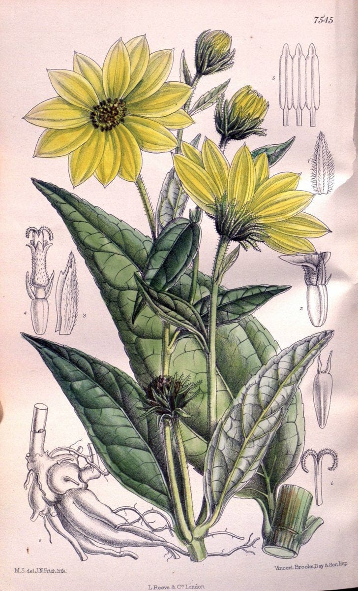 Curtis's botanical magazine. London ; New York [etc.] :Academic Press [etc.]. | "Botanical illustration" Botany Periodicals "Pictorial works" "Plants, Ornamental"  | Vintage Print Reproduction 454654
