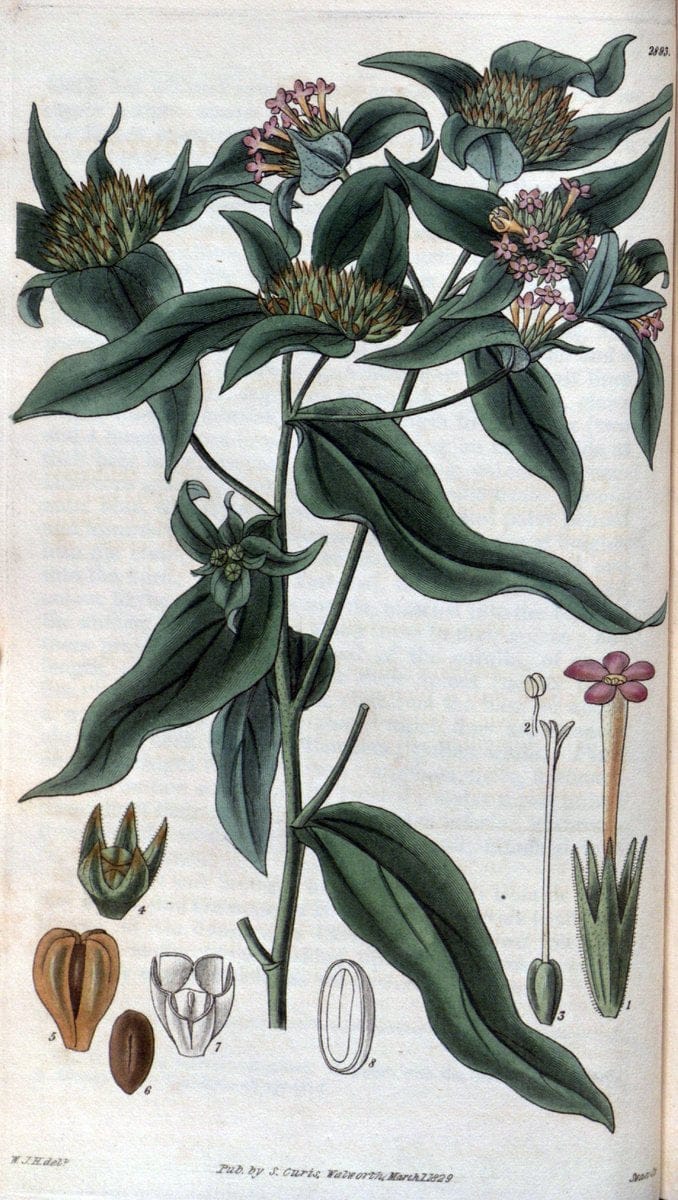 Curtis's botanical magazine. London ; New York [etc.] :Academic Press [etc.]. | "Botanical illustration" Botany Periodicals "Pictorial works" "Plants, Ornamental"  | Vintage Print Reproduction 454655