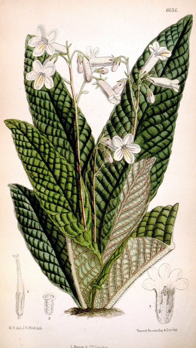 Curtis's botanical magazine. London ; New York [etc.] :Academic Press [etc.]. | "Botanical illustration" Botany Periodicals "Pictorial works" "Plants, Ornamental"  | Vintage Print Reproduction 454656