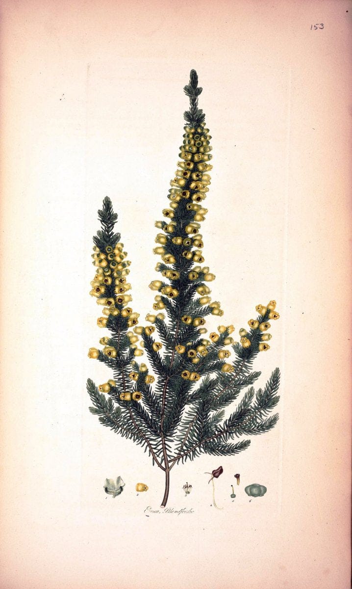 Coloured engravings of heaths :.London :Published by the Author. Printed by T. Bensley,1802-09 [1830]. |  | Vintage Print Reproduction 454657