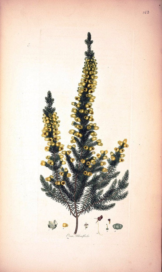 Coloured engravings of heaths :.London :Published by the Author. Printed by T. Bensley,1802-09 [1830]. |  | Vintage Print Reproduction 454657