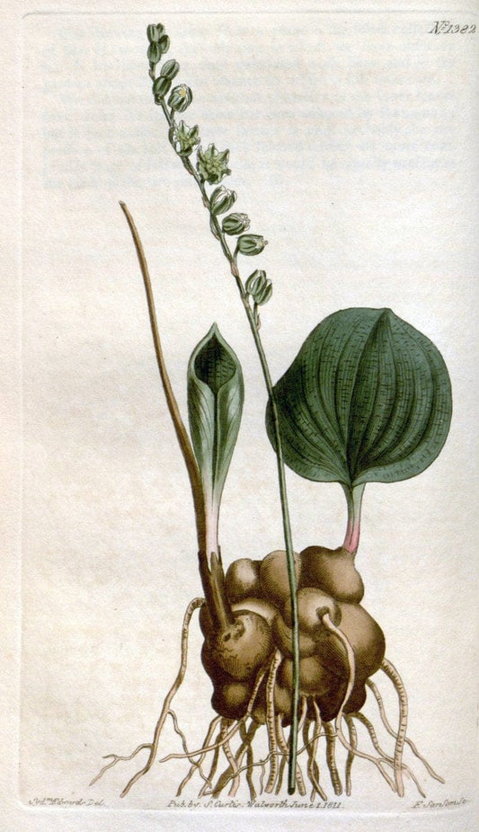 Curtis's botanical magazine. London ; New York [etc.] :Academic Press [etc.]. | "Botanical illustration" Botany Periodicals "Pictorial works" "Plants, Ornamental"  | Vintage Print Reproduction 454659