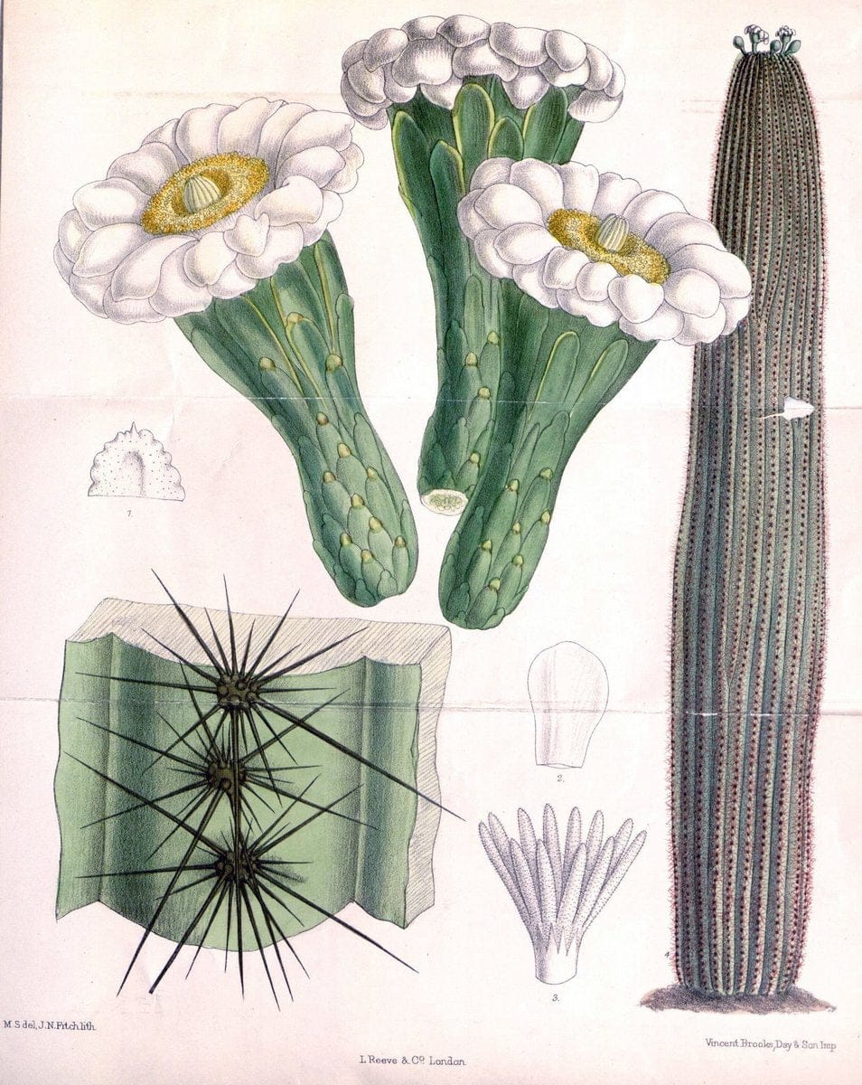 Dragable Image