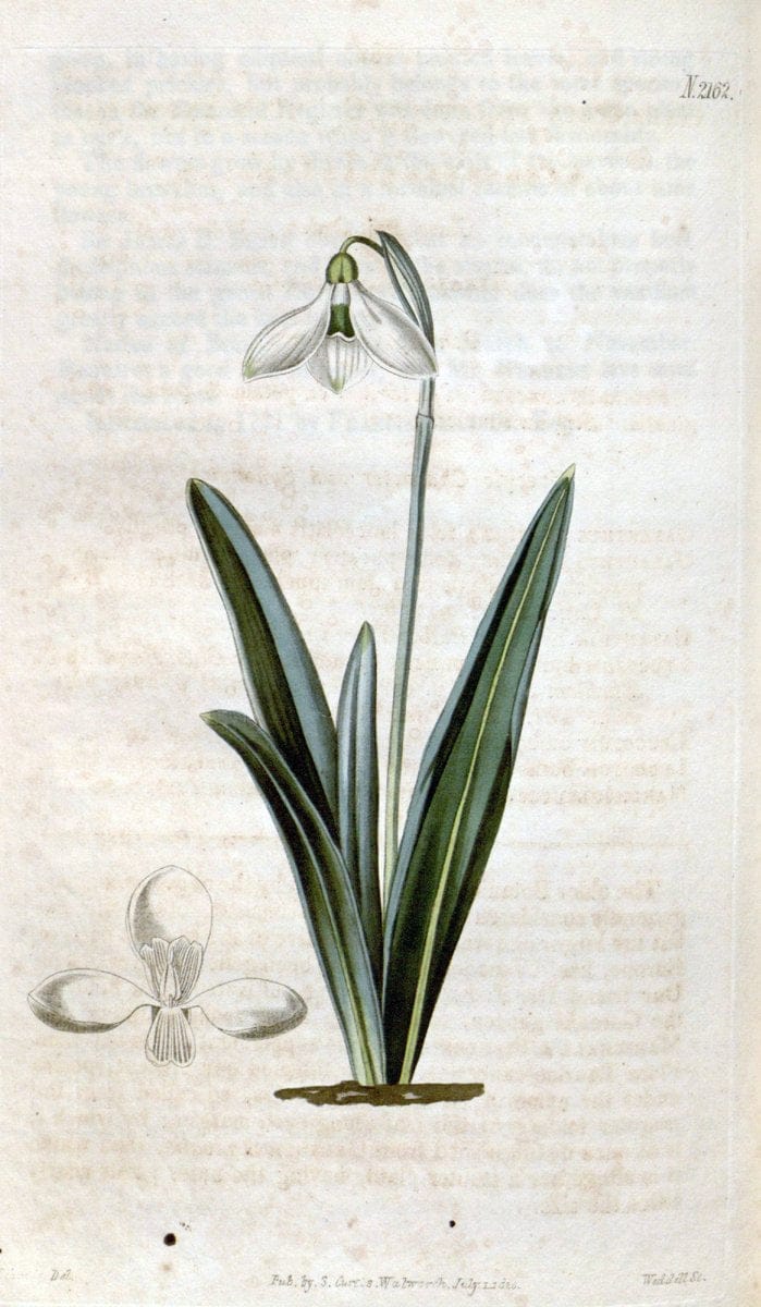 Curtis's botanical magazine. London ; New York [etc.] :Academic Press [etc.]. | "Botanical illustration" Botany Periodicals "Pictorial works" "Plants, Ornamental"  | Vintage Print Reproduction 454661