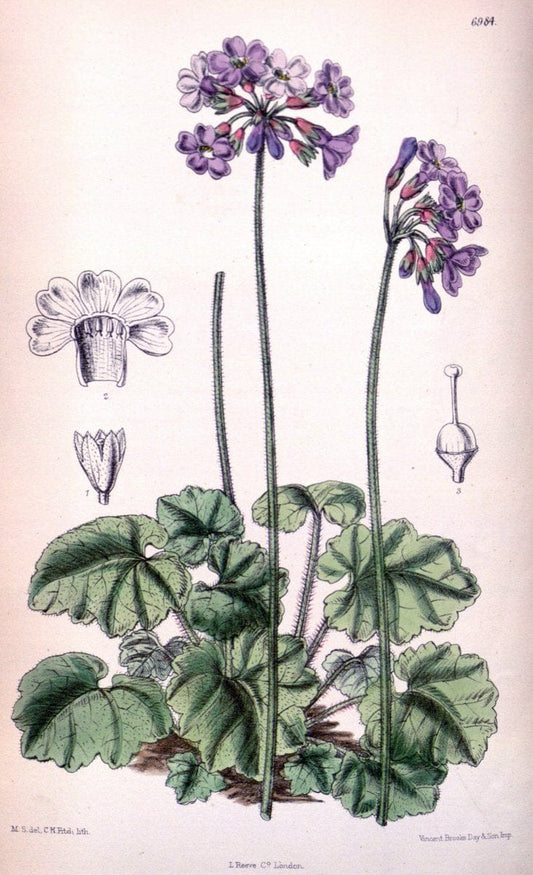 Curtis's botanical magazine. London ; New York [etc.] :Academic Press [etc.]. | "Botanical illustration" Botany Periodicals "Pictorial works" "Plants, Ornamental"  | Vintage Print Reproduction 454662
