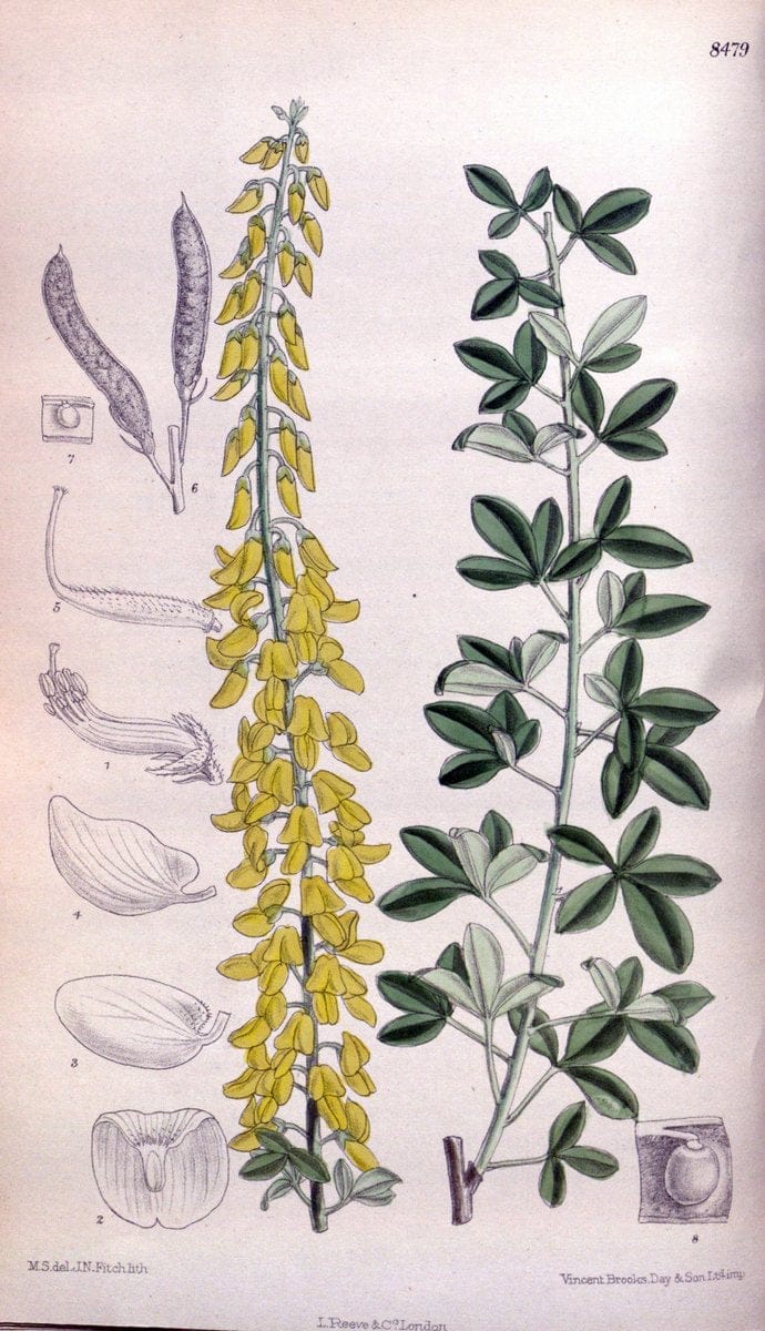 Curtis's botanical magazine. London ; New York [etc.] :Academic Press [etc.]. | "Botanical illustration" Botany Periodicals "Pictorial works" "Plants, Ornamental"  | Vintage Print Reproduction 454663
