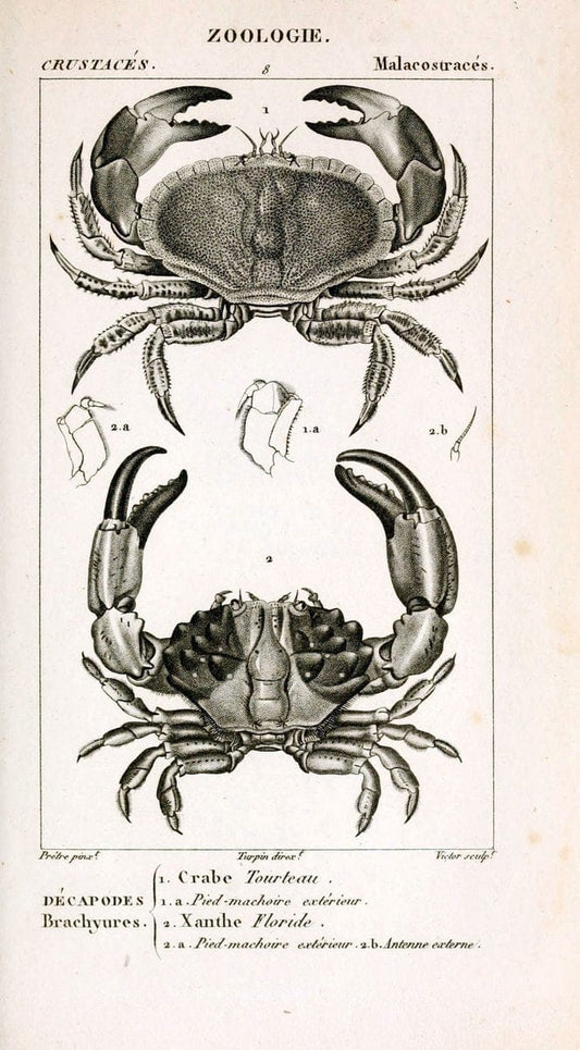 ConsidÃ©rations gÃ©nÃ©rales sur la classe des crustacÃ©s :.Paris :F.G. Levrault,1825.  | Crustacea France Zoology  | Vintage Print Reproduction 454664
