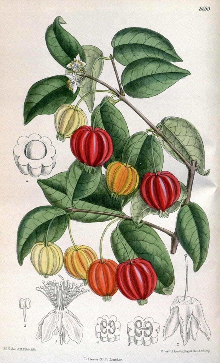 Curtis's botanical magazine. London ; New York [etc.] :Academic Press [etc.]. | "Botanical illustration" Botany Periodicals "Pictorial works" "Plants, Ornamental"  | Vintage Print Reproduction 454668