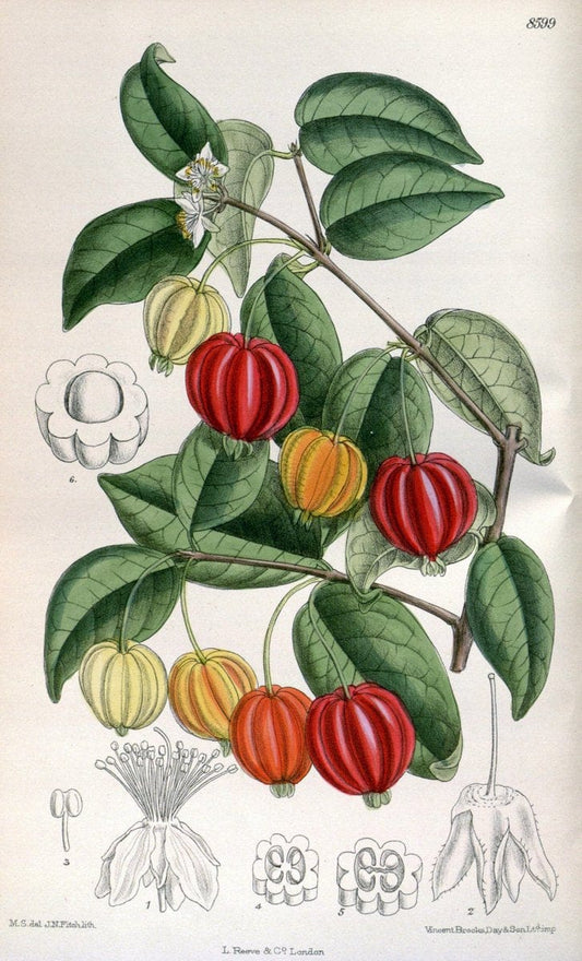 Curtis's botanical magazine. London ; New York [etc.] :Academic Press [etc.]. | "Botanical illustration" Botany Periodicals "Pictorial works" "Plants, Ornamental"  | Vintage Print Reproduction 454668