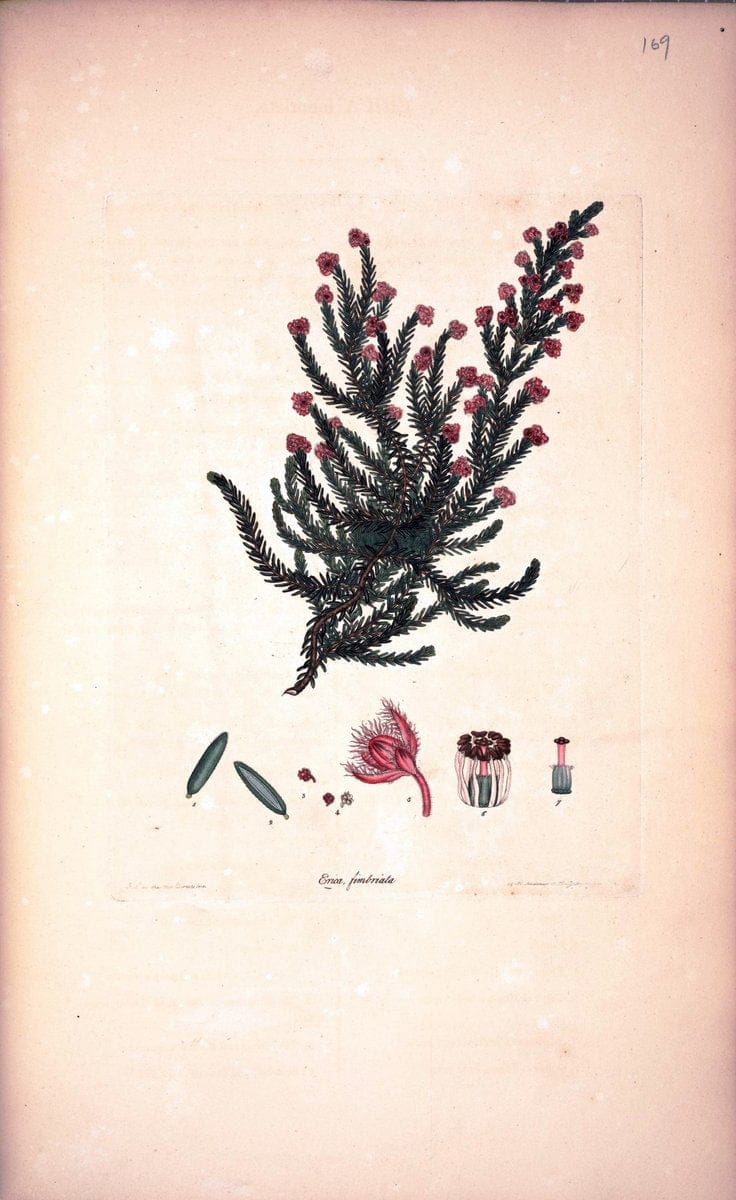 Coloured engravings of heaths :.London :Published by the Author. Printed by T. Bensley,1802-09 [1830]. |  | Vintage Print Reproduction 454669