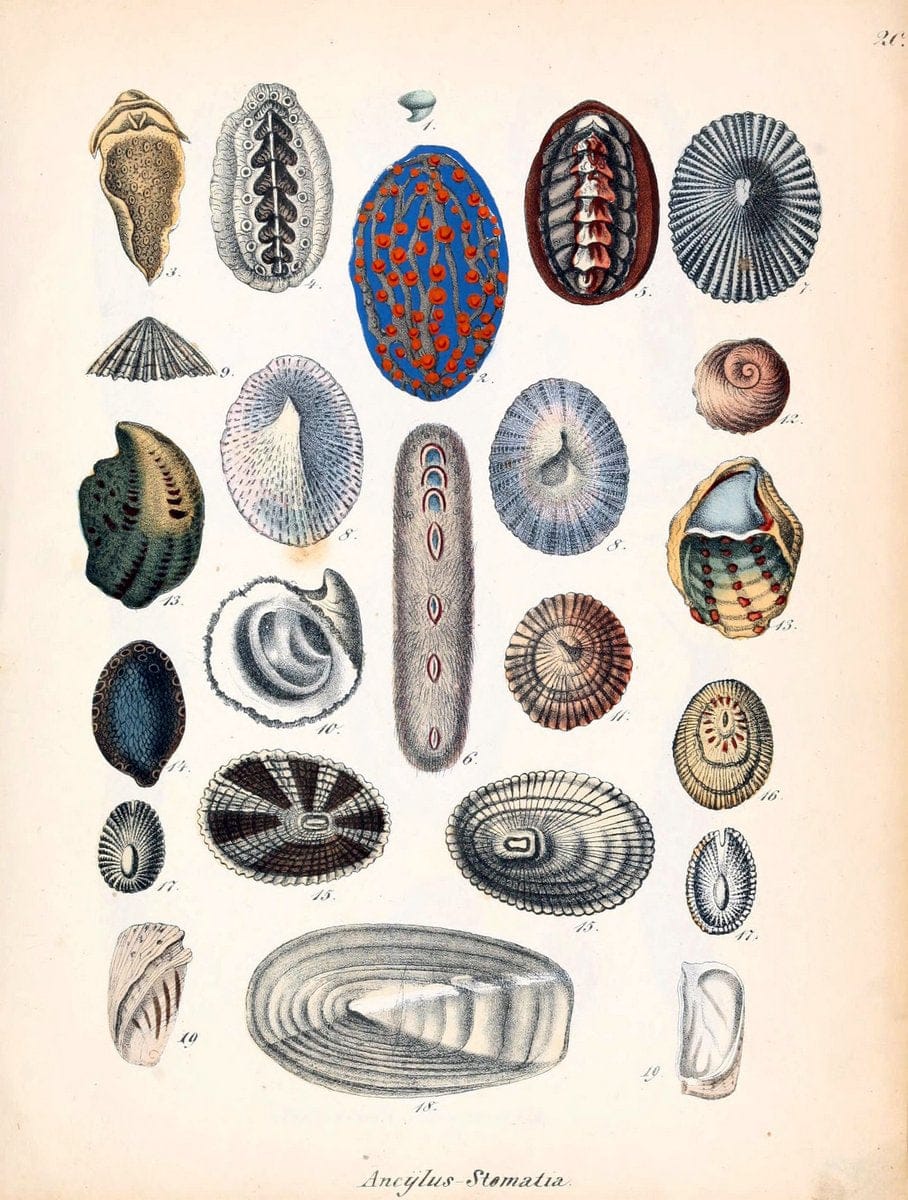 Conchylienbuch, oder, Allgemeine und besondere Naturgeschichte der Muscheln und Schnecke | Mollusks "Pictorial works"  | Vintage Print Reproduction 454671