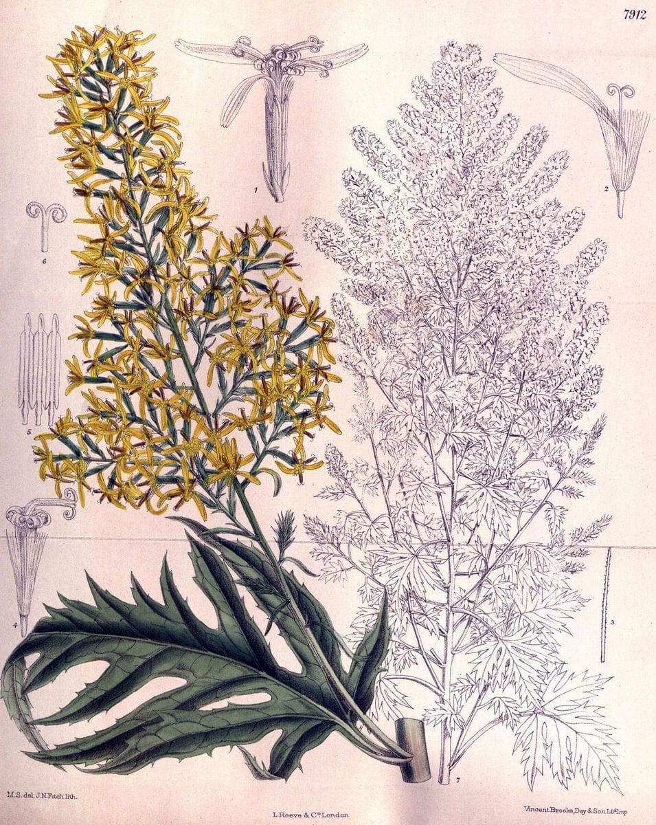 Curtis's botanical magazine. London ; New York [etc.] :Academic Press [etc.]. | "Botanical illustration" Botany Periodicals "Pictorial works" "Plants, Ornamental"  | Vintage Print Reproduction 454672